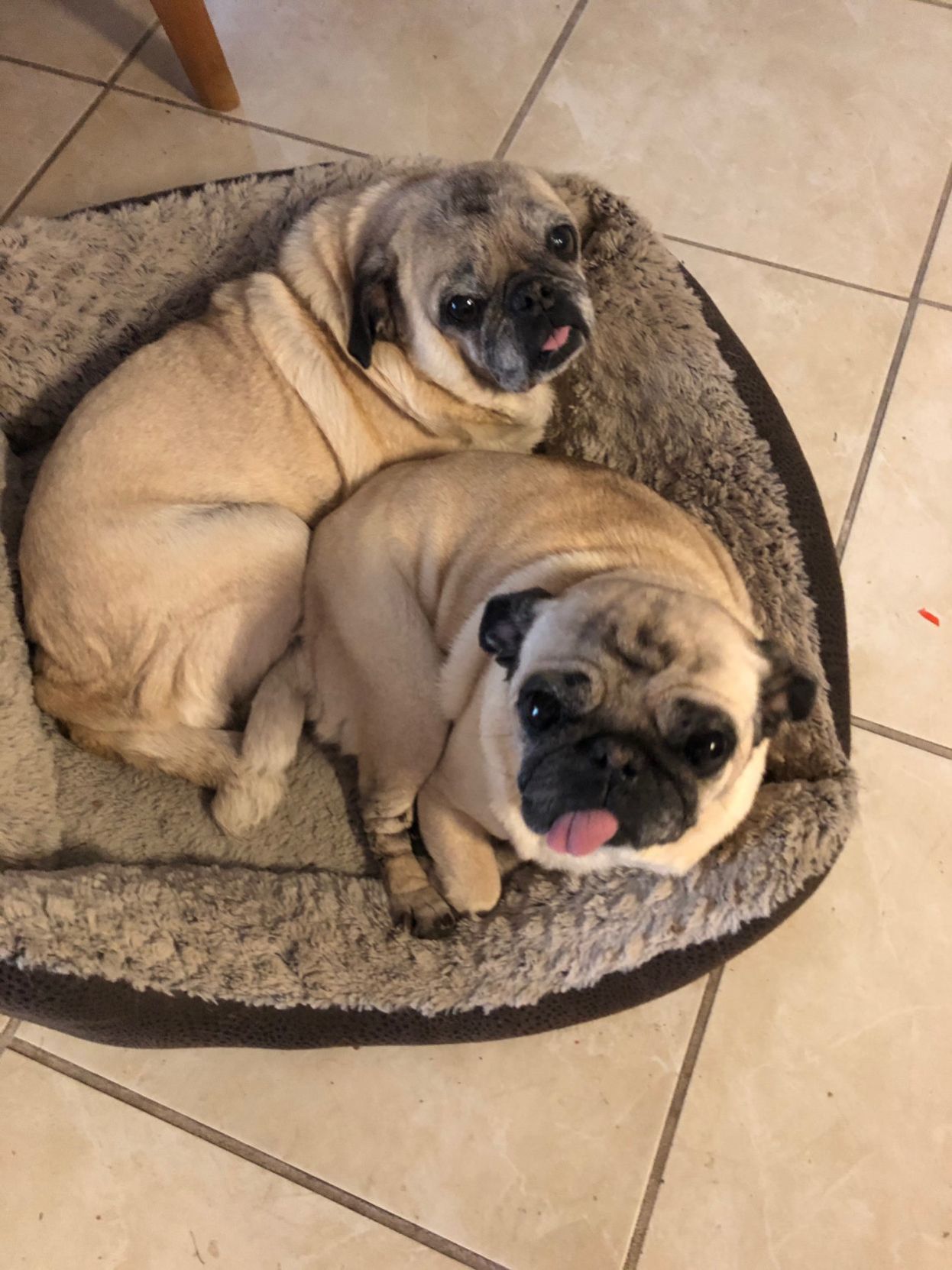 Sammie and Sophie